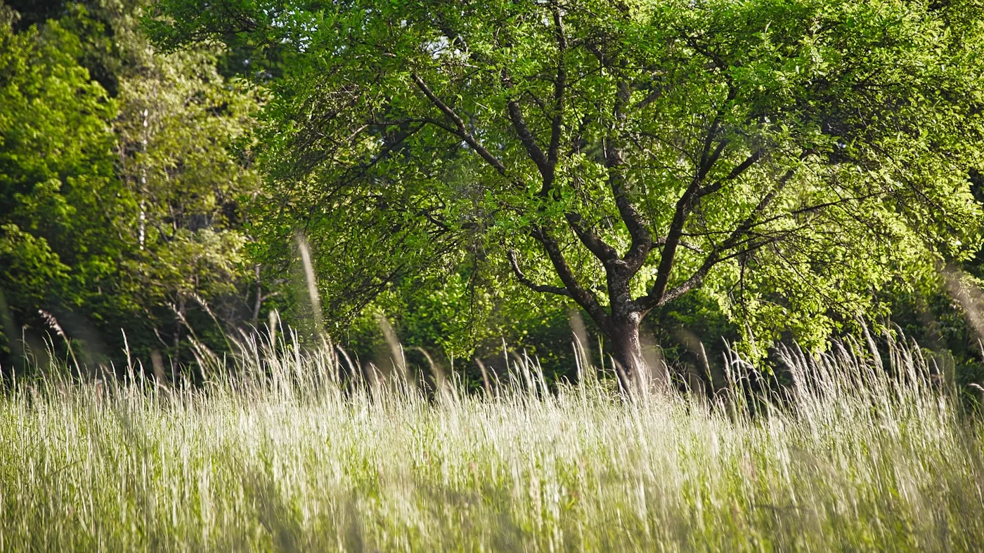 Dense green treeline viewed across an open meadow — representing the tree buffer screening the data center campus from neighbors